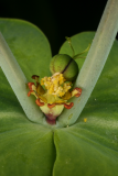 Euphorbia lathyris RCP5-10 193.jpg